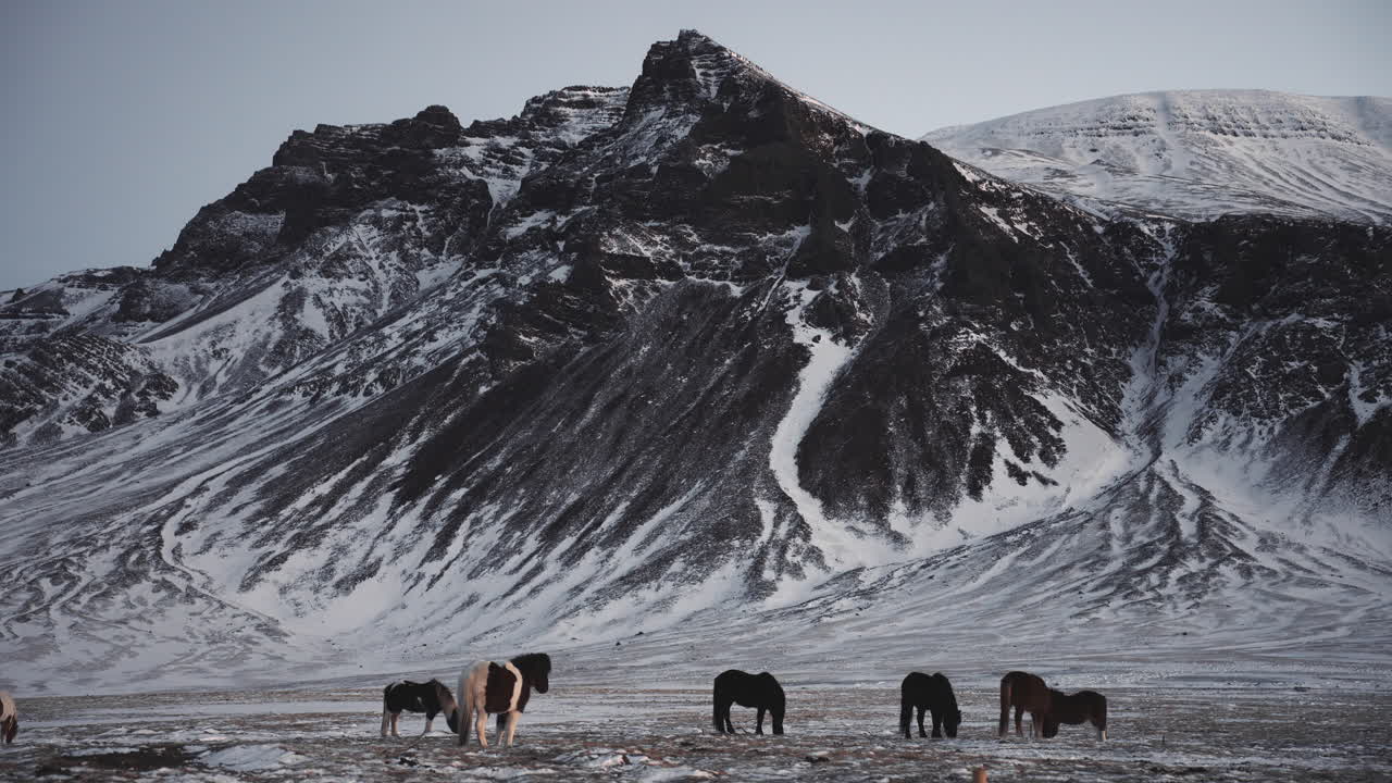 de caballos salvajes establecidos de pie frente al paisaje blanco como la nieve en islandia