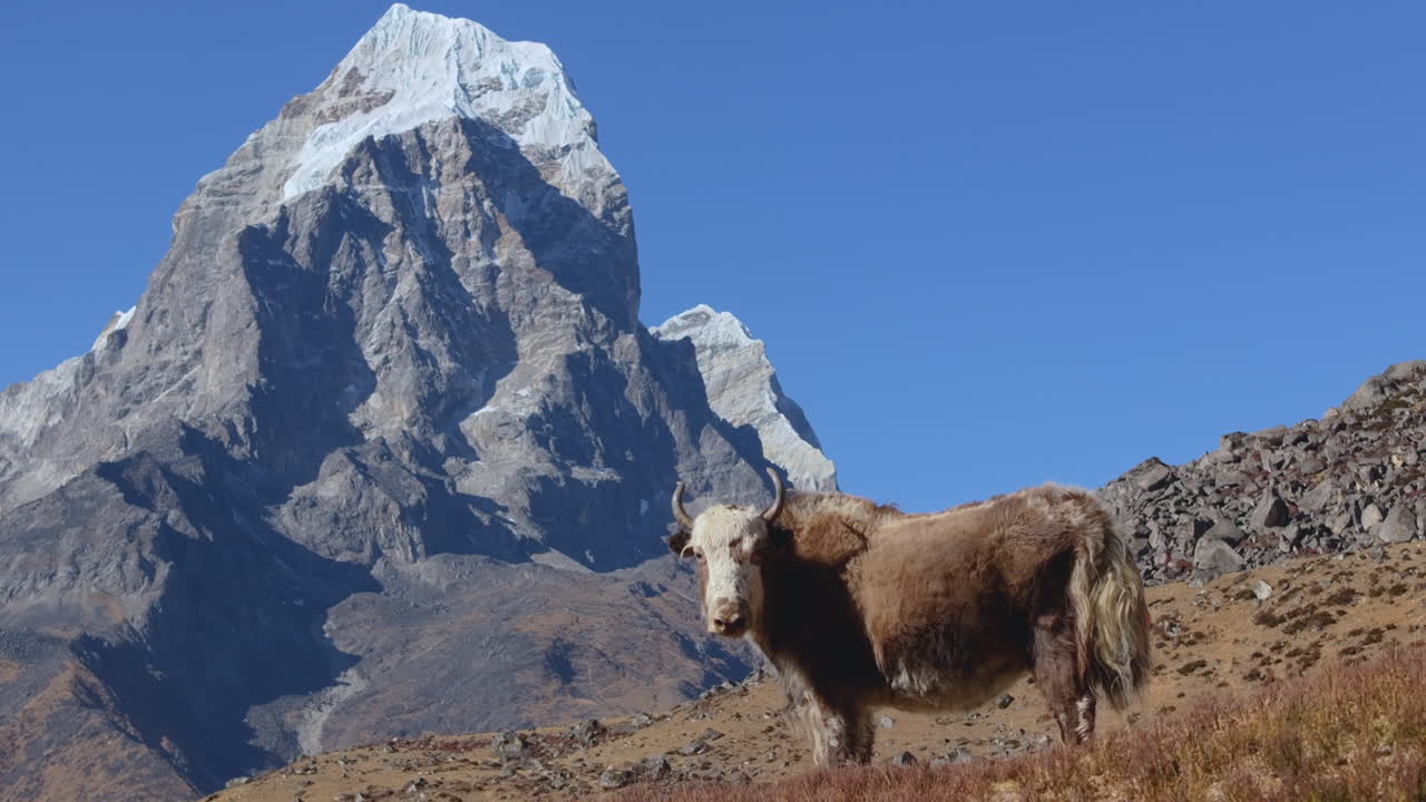 Kameraet glider fra højre mod venstre og fanger en himalayisk yak, der vender mod kameraet i Everest-regionen i Nepal, med dramatisk bjerglandskab i baggrunden.