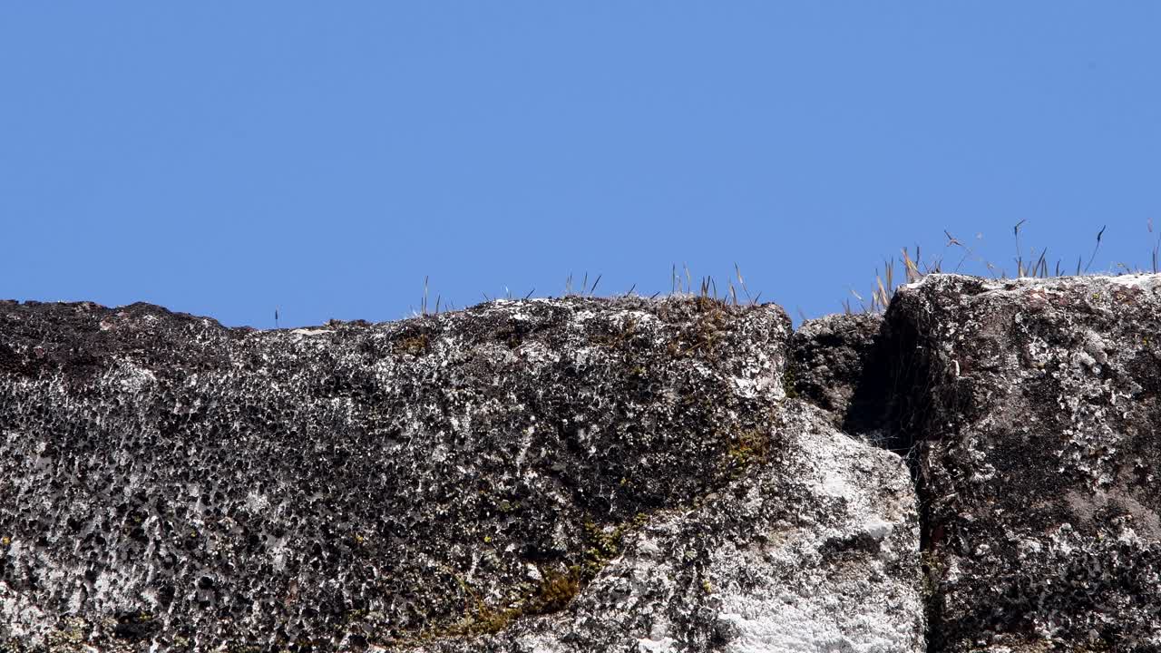 검은 정원 개미가 곰팡이로 뒤덮인 벽 위를 지나간다