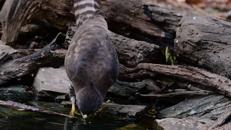 the crested goshawk is one of the most common birds of prey in asia and belonging to the same family of eagles, harriers