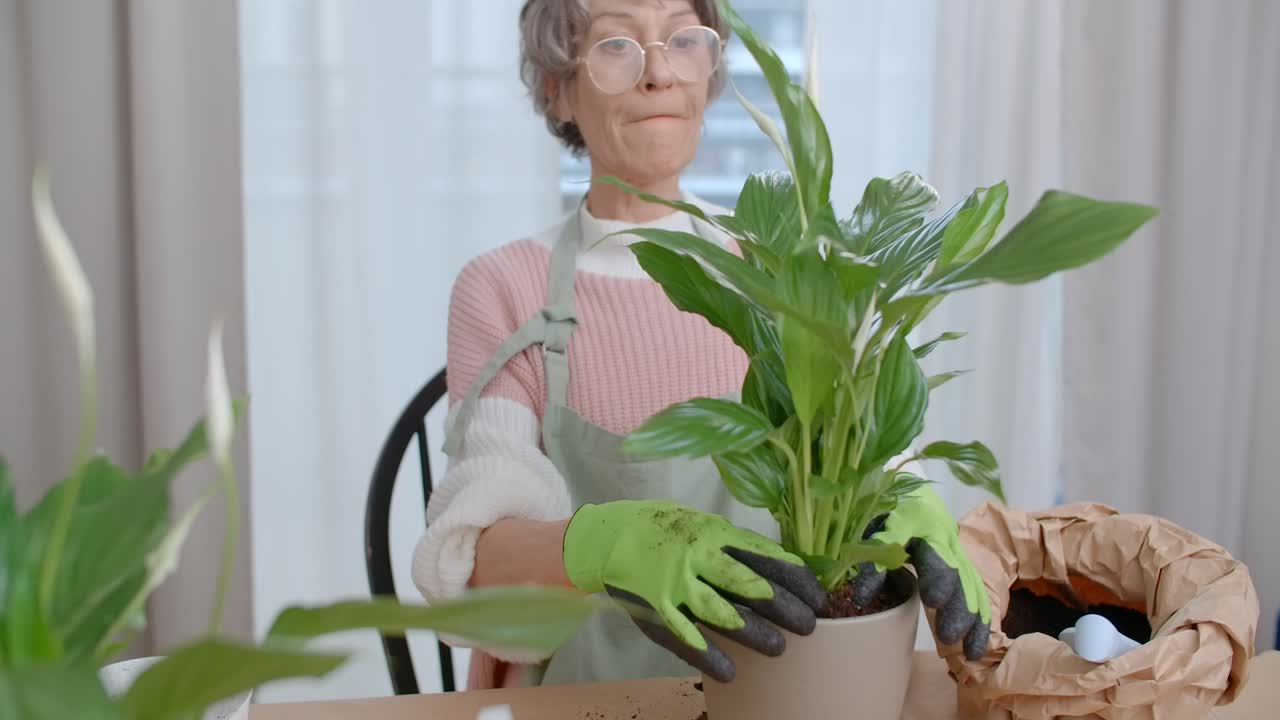 Elderly Woman Repotting a Peace Lily