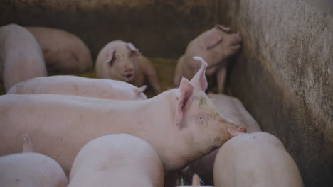 pigs in a farm pen