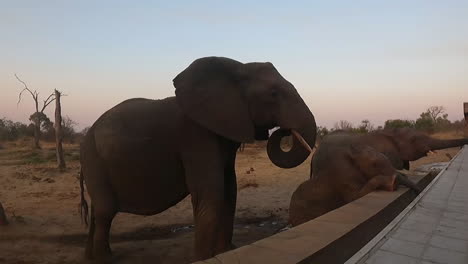 elephant calf climbing up on swimming pool border to reach water