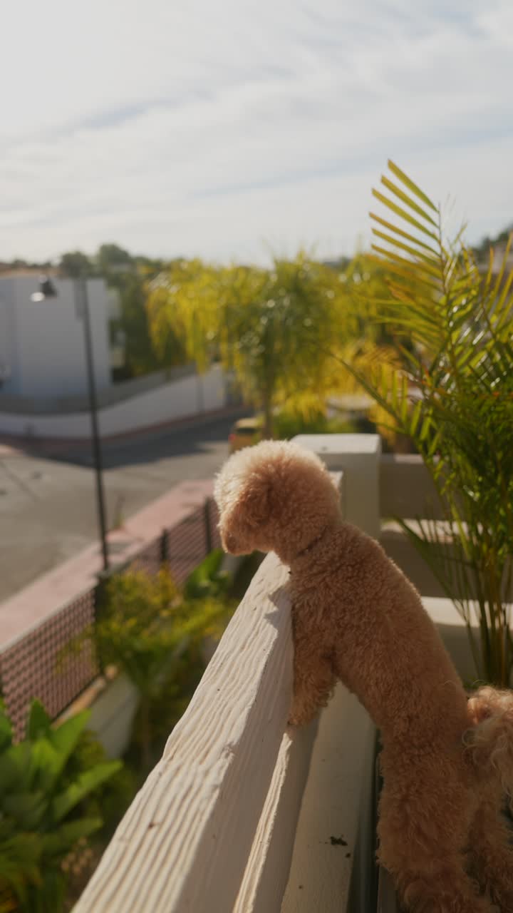 un caniche mirando desde un balcón