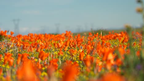 Frühling-Mit-Einem-Mohnfeld,-Das-In-Der-Sanften-Brise-Weht