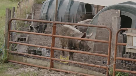 un cerdo cubierto de barro y arena camina alrededor de un corral de campo libre en cámara lenta