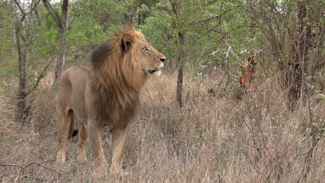 A-male-lion-stands-in-the-tall-grass,-alert-and-watchful