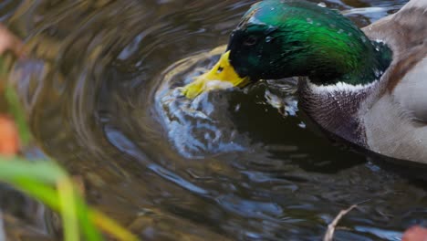 a male mallard duck puts its head underwater and searches for food - close-up