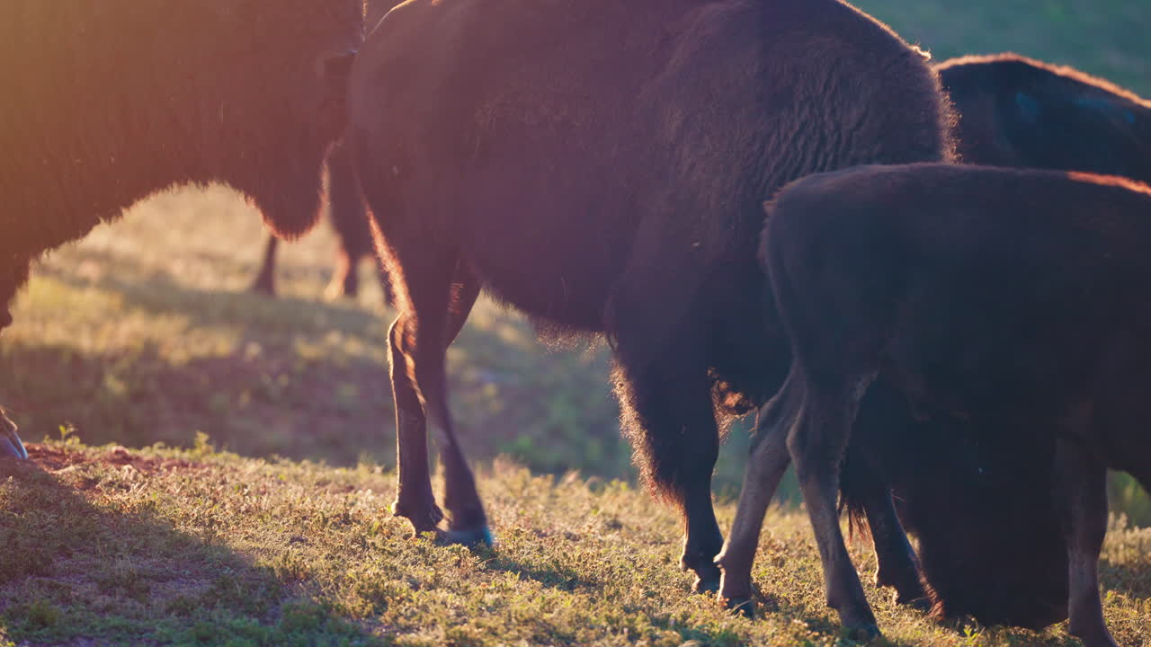 Bisonkalv græsser tæt på mor i morgensolen