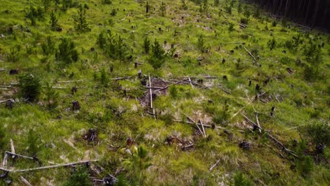 Pine-sprouts-in-the-forest