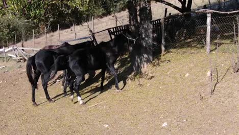 horses eating grass under the tree