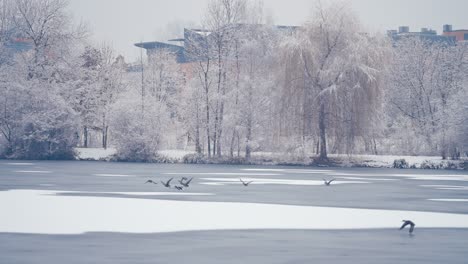 Una-Bandada-De-Patos-Vuela-Sobre-El-Estanque-Congelado