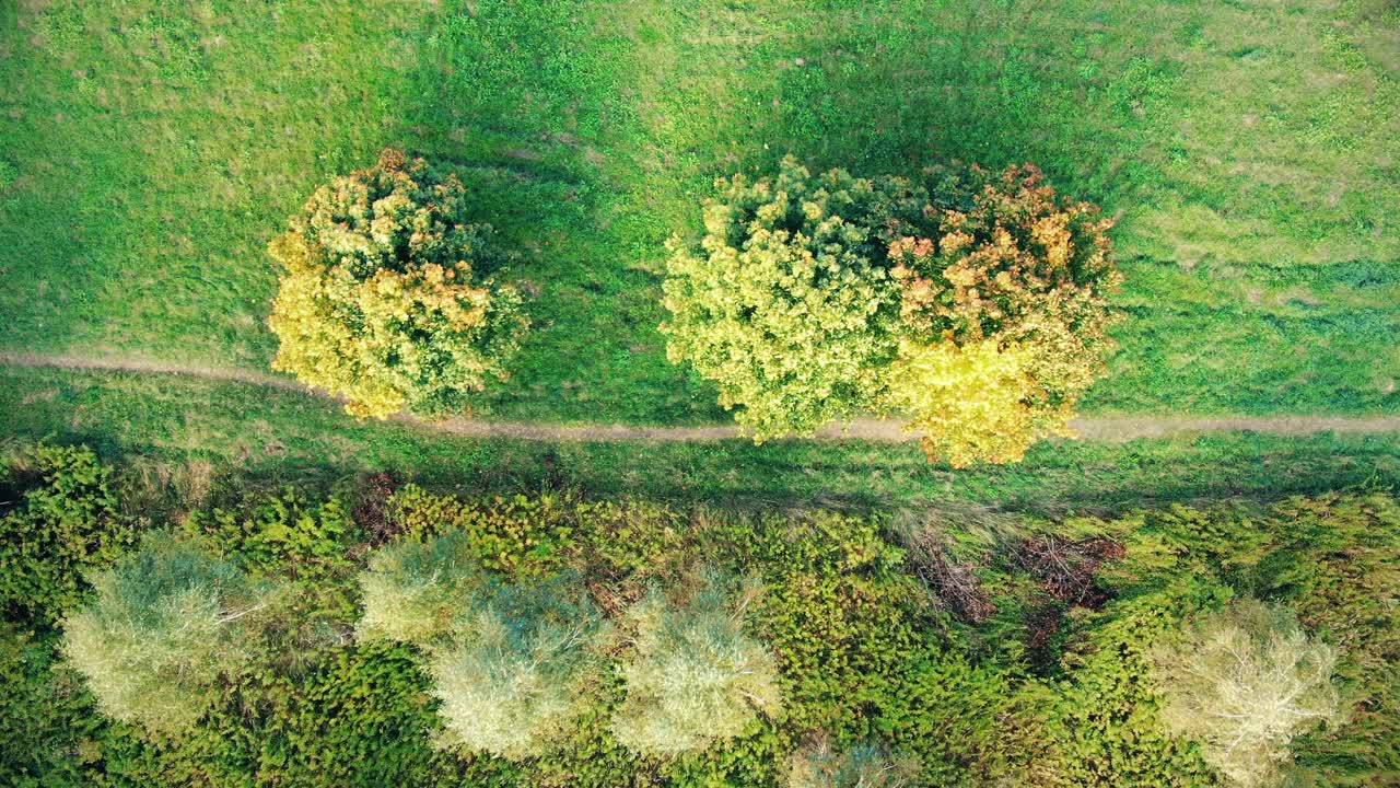 movimiento suave a lo largo de un camino rural a lo largo de un callejón de abedules en otoño cuando hace sol