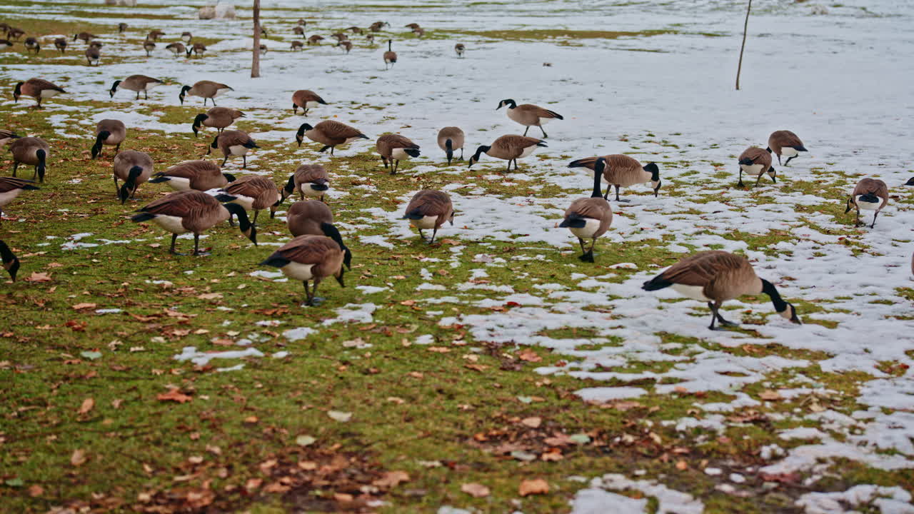 A large flock of Canada geese feeds on snowy grass in a city park during early winter. The birds spread out across the field while grazing in a calm outdoor setting. Lateral movement