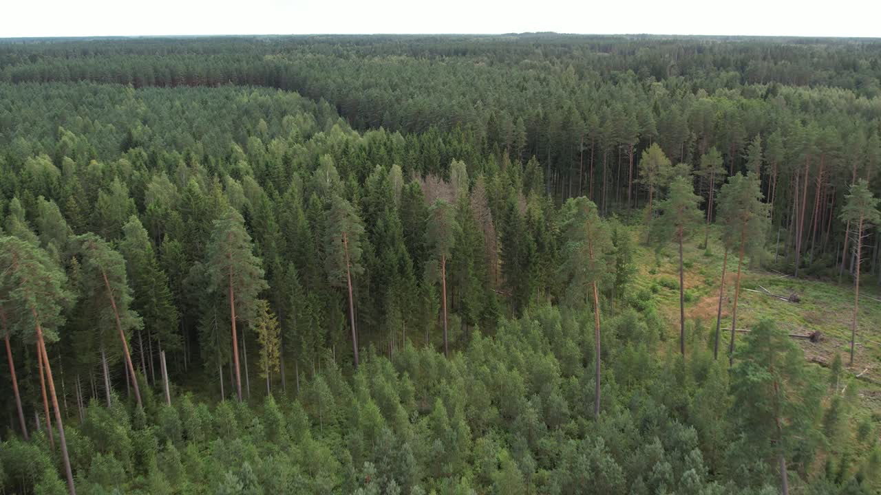 Tiheä metsä, jossa korkeat, suorat männyt kohoavat rehevän vihreän aluskasvillisuuden yläpuolelle luoden seesteisen ja luonnollisen metsämaiseman.