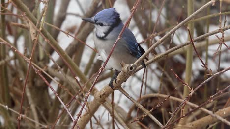 Blue-Jay-Vogel-Mit-Schönen-Markierungen-Fliegt-Im-Winter-Auf-Baumzweig