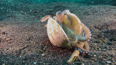 coconut octopus peeks out of a half-closed clam shell