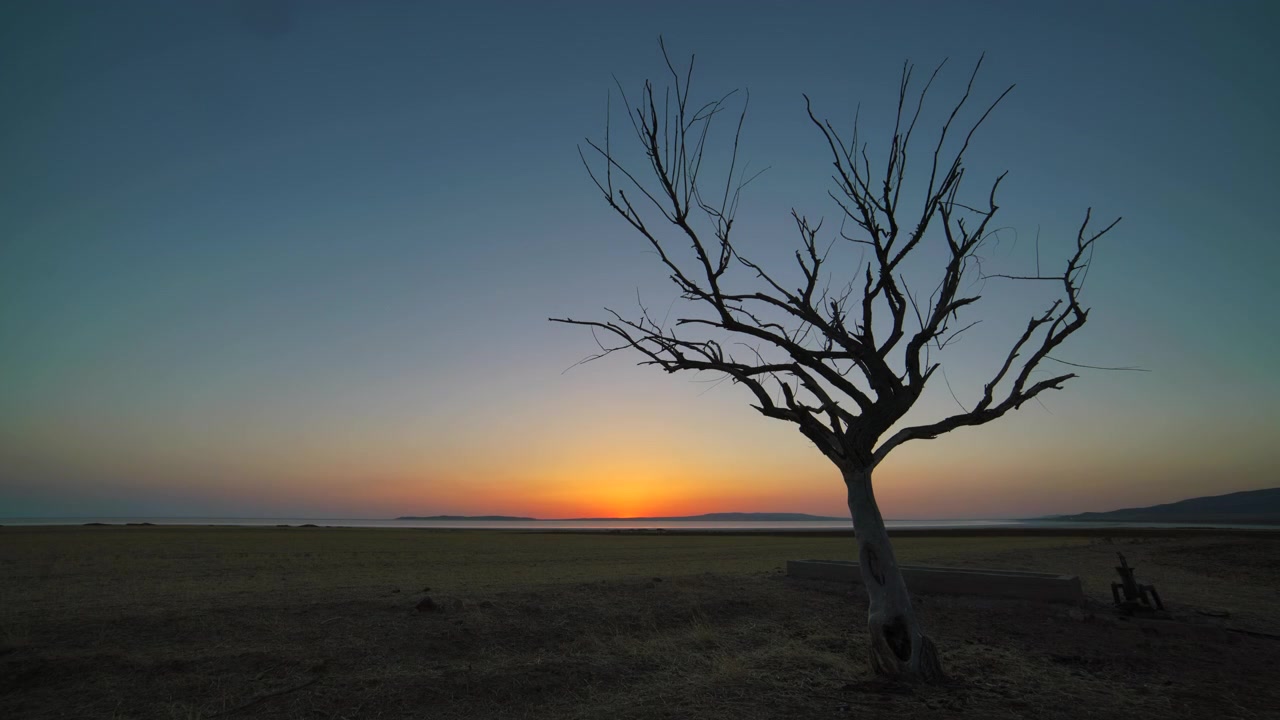Timelapse van zonsopgang achter een kale boom in een veld