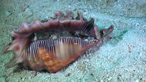 Cerca-De-Lambis-Shell-Sobre-Arena-Girando-A-Sí-Mismo-Alrededor