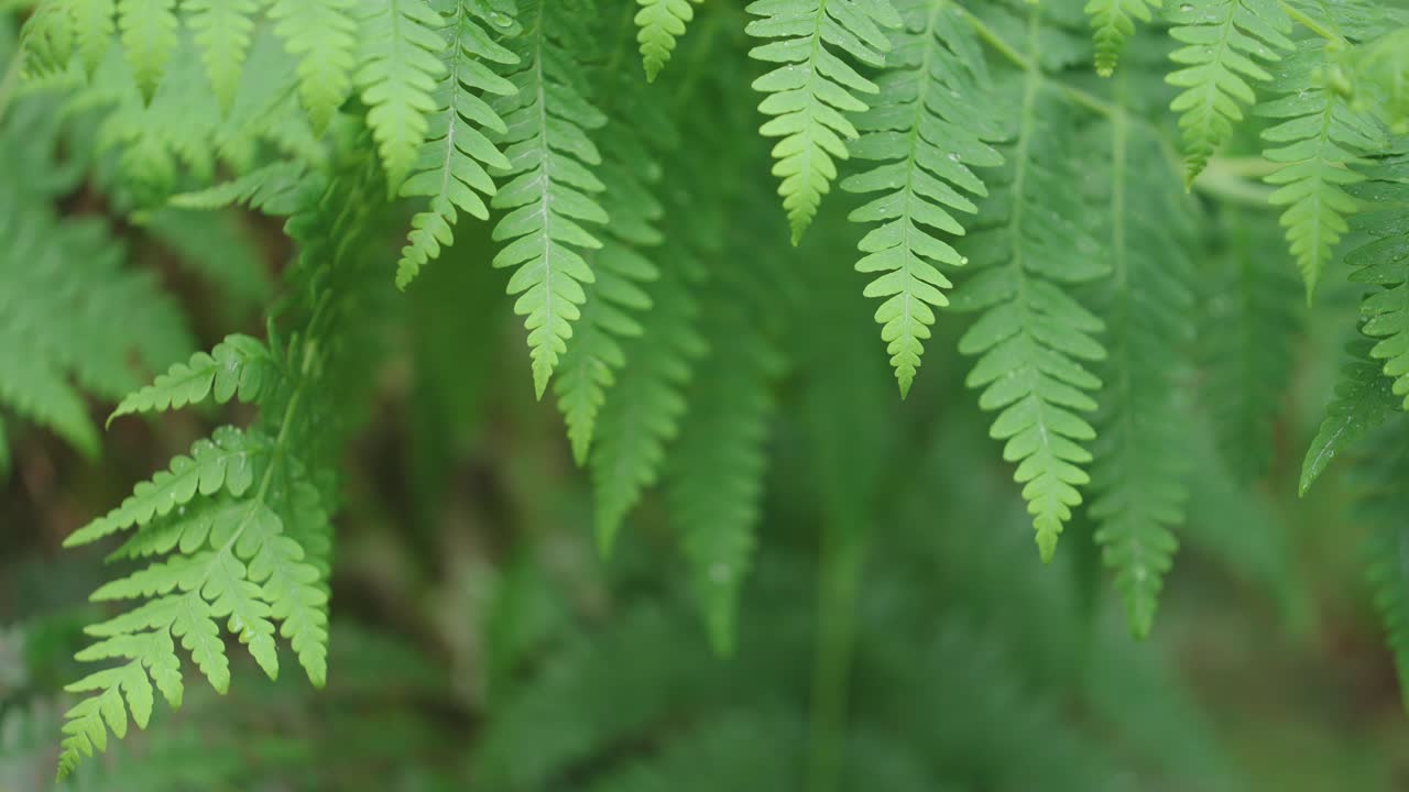 yong fern fonds en la selva tropical, toma en primer plano