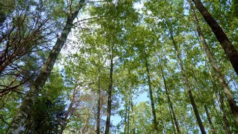 Crowns-of-trees-in-dense-forest-with-deciduous-and-conifer-trees