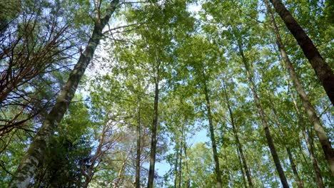 Copas-De-árboles-En-Bosques-Densos-Con-árboles-De-Hoja-Caduca-Y-Coníferas