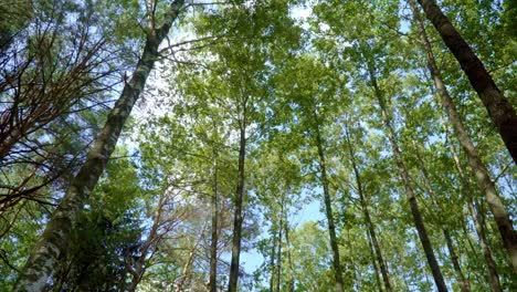 coronas de árboles en bosques densos con árboles caducifolios y coníferos