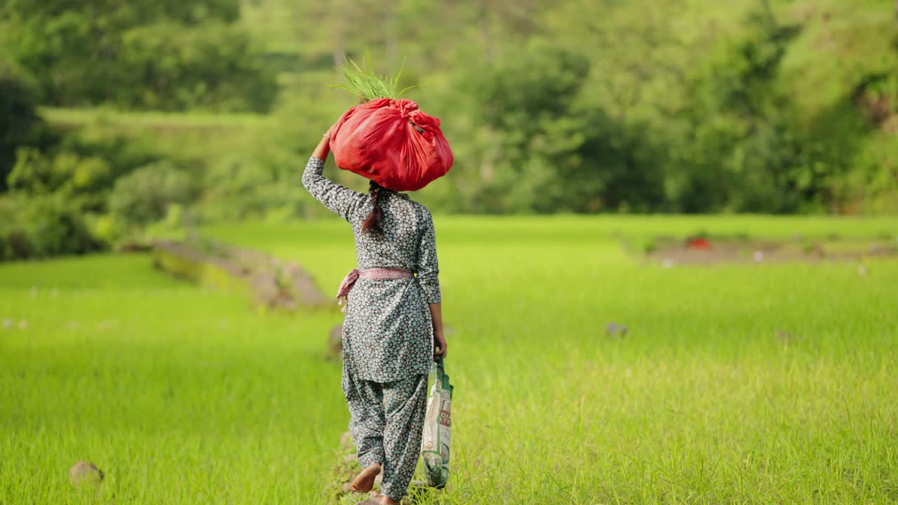 Donna indiana in abiti tradizionali che bilancia il raccolto di riso sulla testa, camminando in una verde campagna agricola, video 4k.