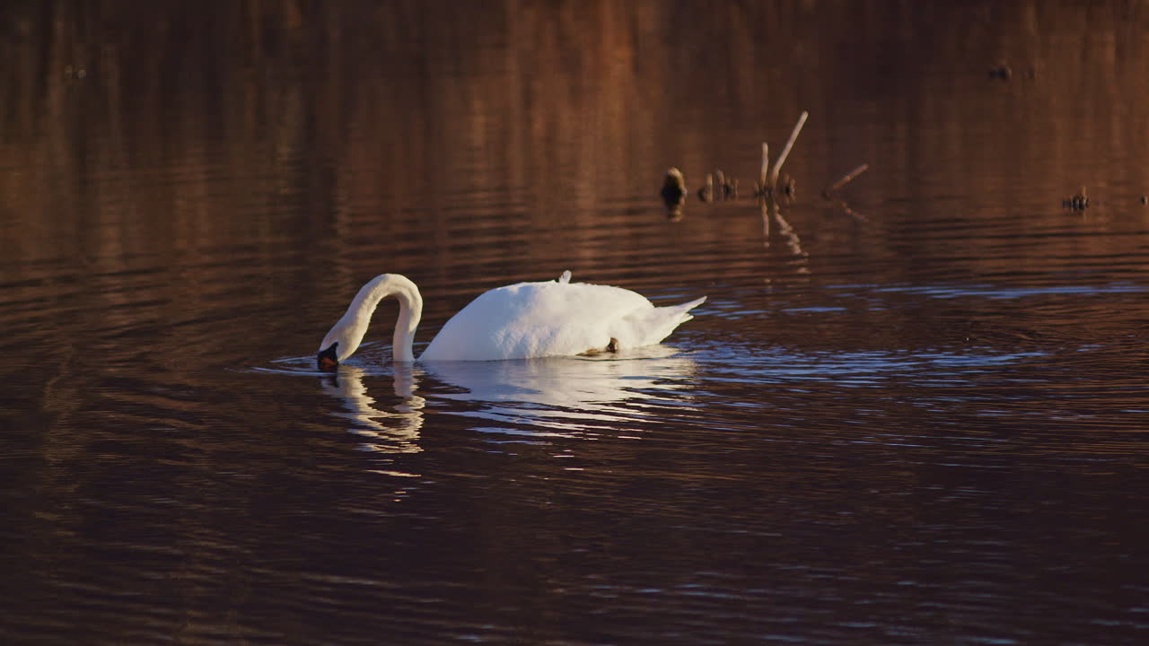 Swans nibbling in the water at sunrise, filmed in slow-mo.