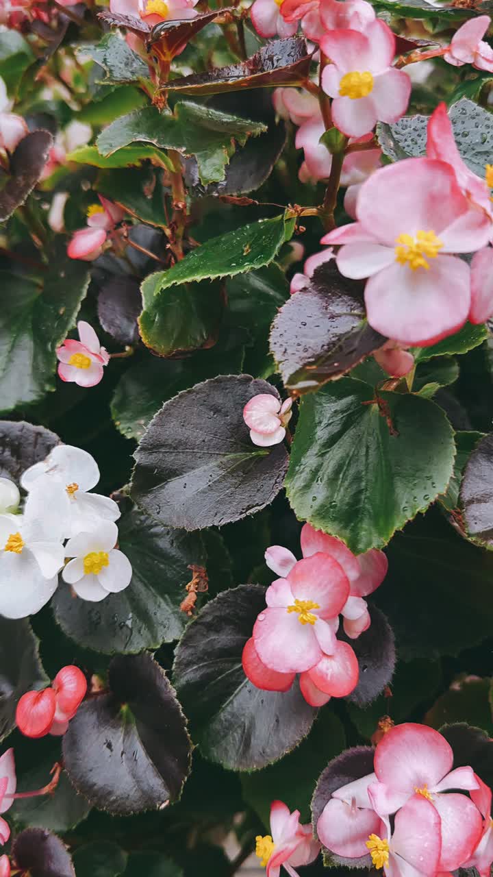 Beautiful Pink and White Begonias