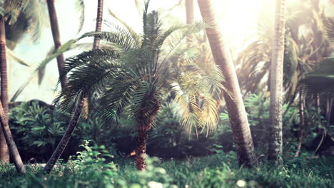 background-of-natural-palm-leaves-tree-branch