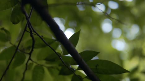 una hermosa vista de las hojas de un árbol con un fondo bokehd de los árboles durante el día en el bosque
