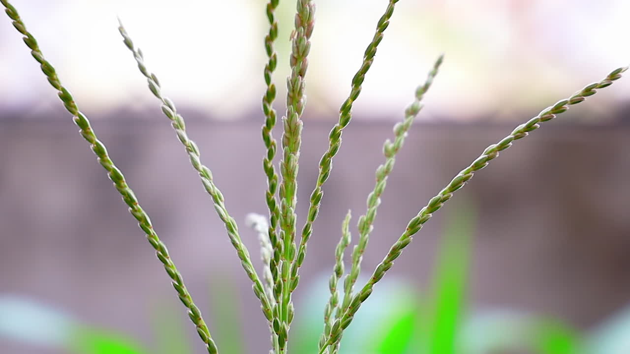 Closeup tilt of Maize or Corn plant shoots in the organic garden