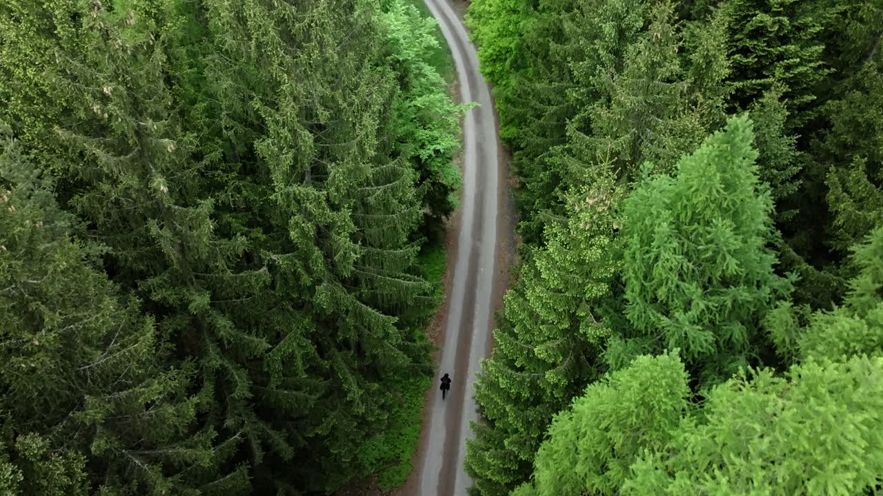 Man walking alone in the forest on a path. A solitary walk in nature from a drone perspective