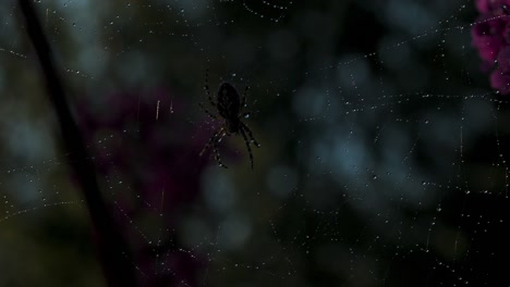 spider on dewy web