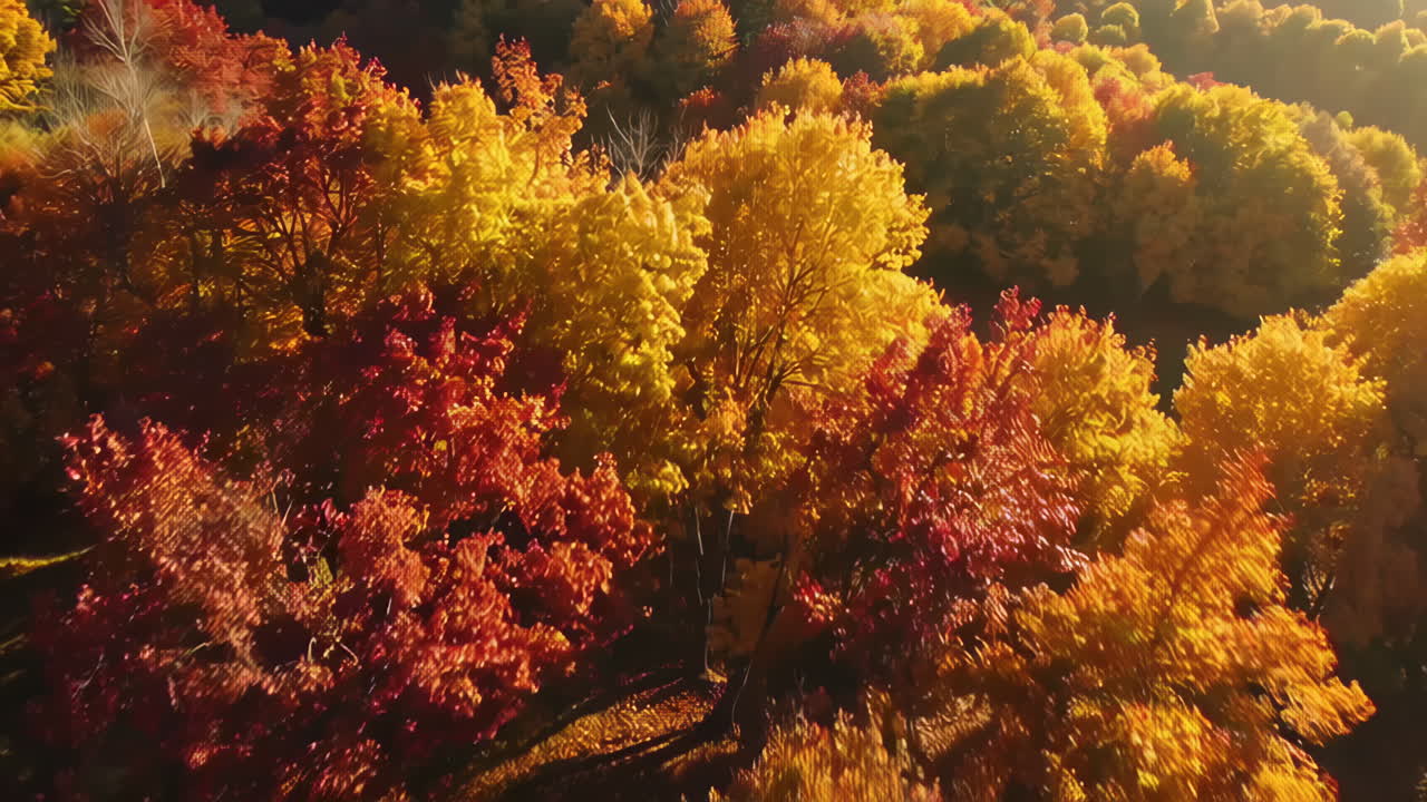 follaje de otoño vista aérea