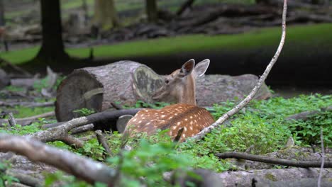 adult doe european fallow deer resting in grass before getting up and walking away