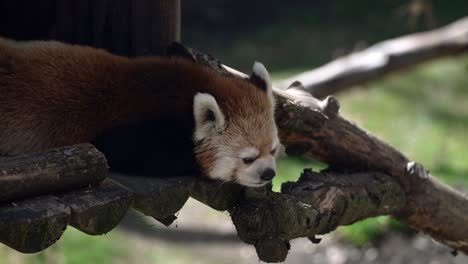 endangered red panda lying and resting on its shelter