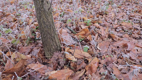 spider web, cobweb, made at ground level and covered in snow at the beginning of the winter season