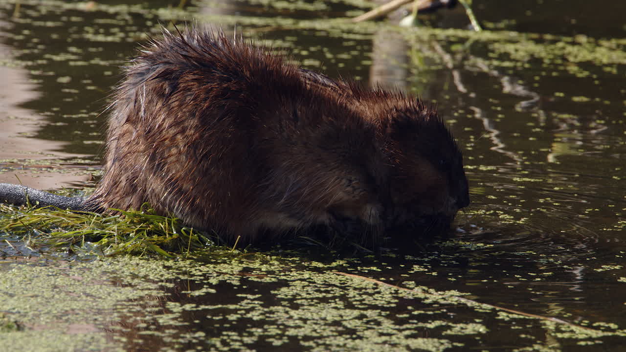 Two muskrats feed on green aquatic plants in wetland, close-up view