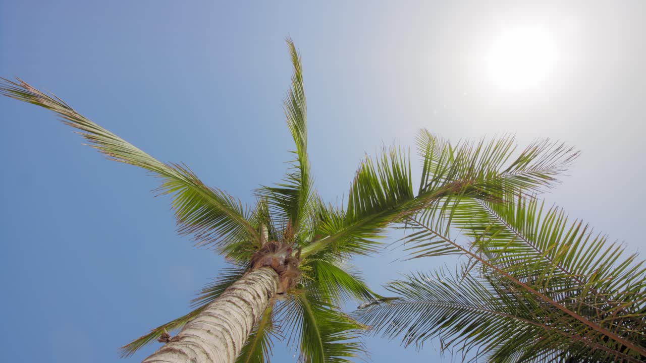 Looking up at palm trees, summer blue sky and sun. 4k footage