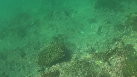 厄瓜多爾加拉帕戈斯群島 (galapagos islands) 的海底潛水和游泳中,有一隻魚的驚人影像