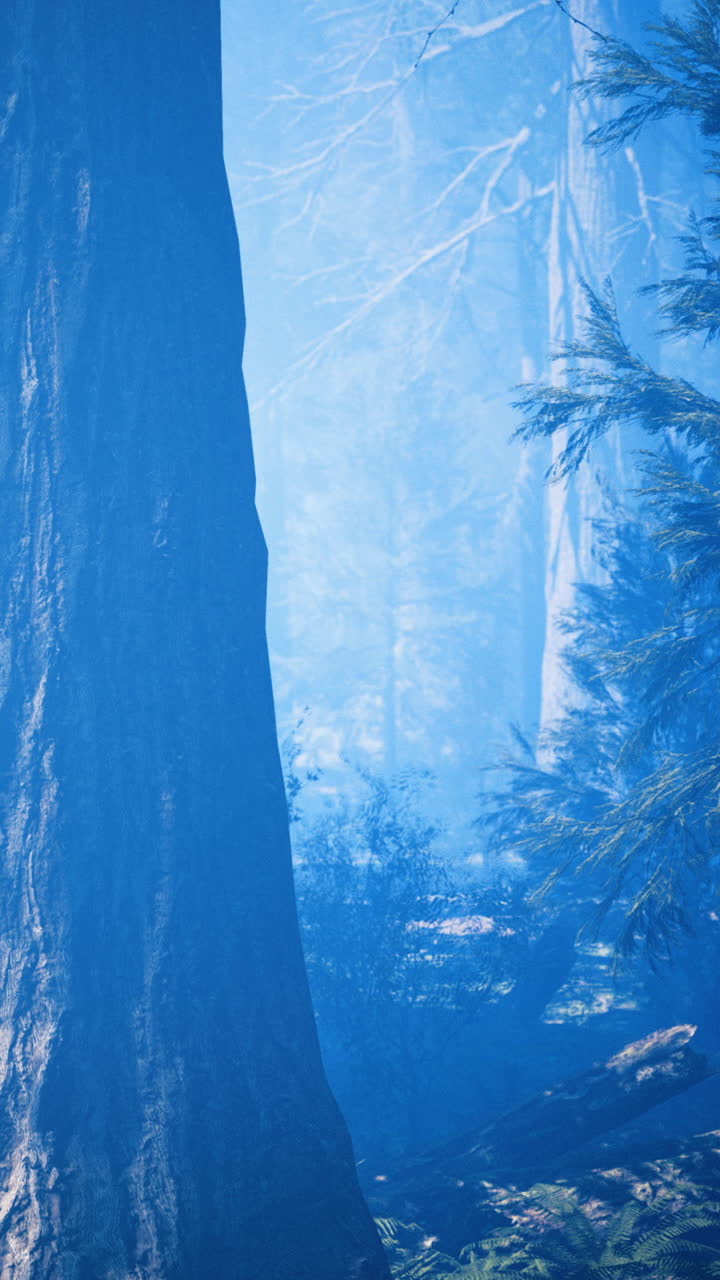 Scena di una foresta con luce blu che filtra attraverso alberi alti al mattino.