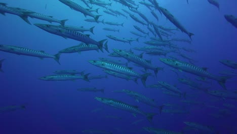 Gran-Escuela-De-Barracudas-Acercándose-En-Agua-Azul-Clara-Del-Océano-Pacífico-Disparada-Contra-La-Luz-Y-La-Superficie-Del-Océano