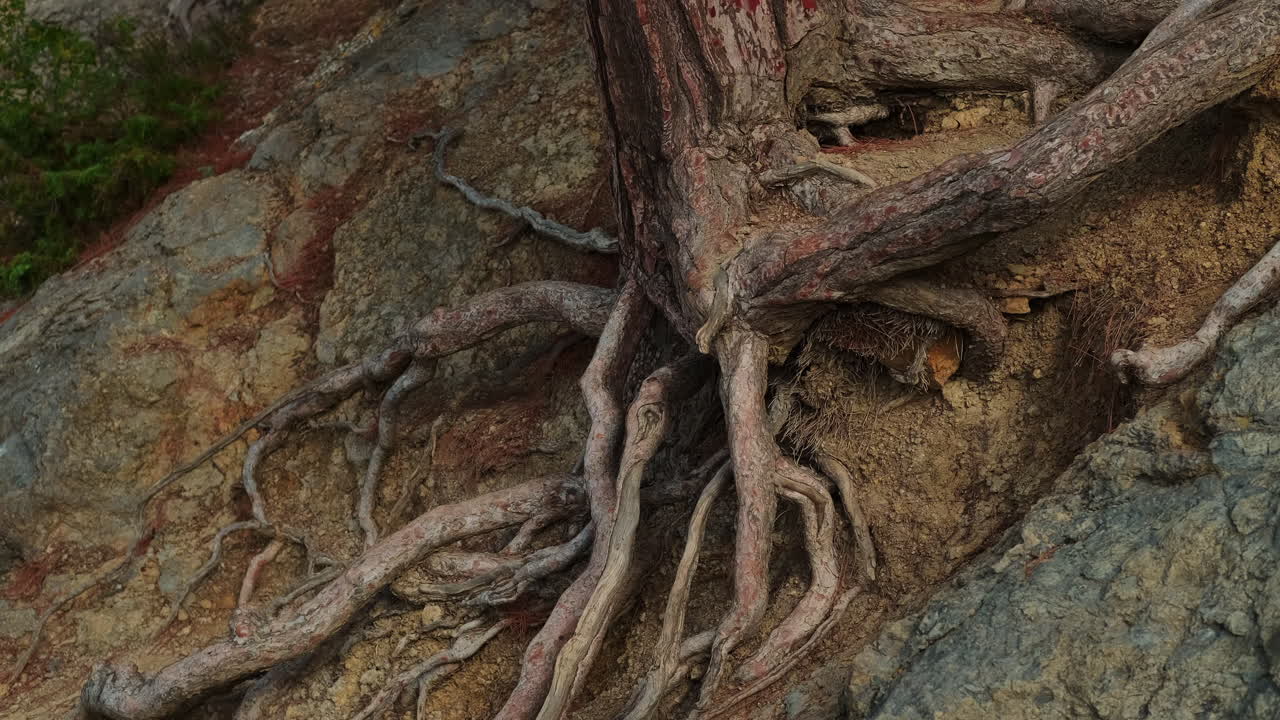 raíces de árboles que emergen de la roca