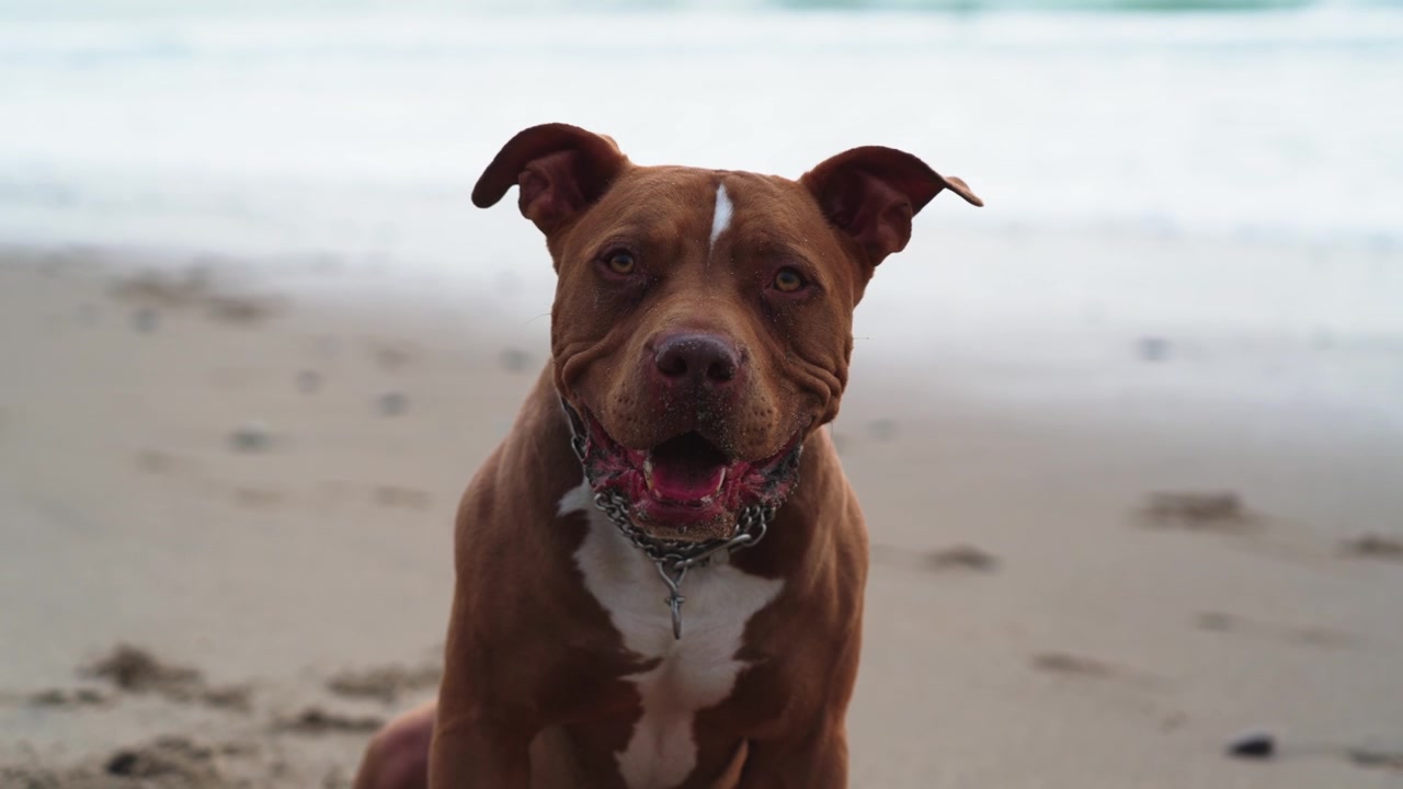 Ritratto di cane Pitbull sulla spiaggia, che guarda la telecamera, primo piano al rallentatore.