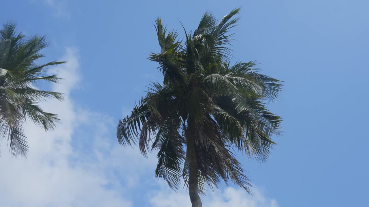 Alta palma contro il cielo azzurro nello Sri Lanka, sfondo al rallentatore