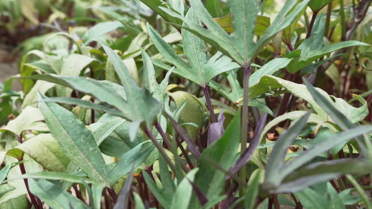 hojas de batatas moradas