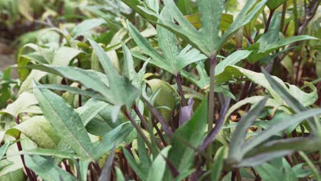 purple sweet potatoes leaves