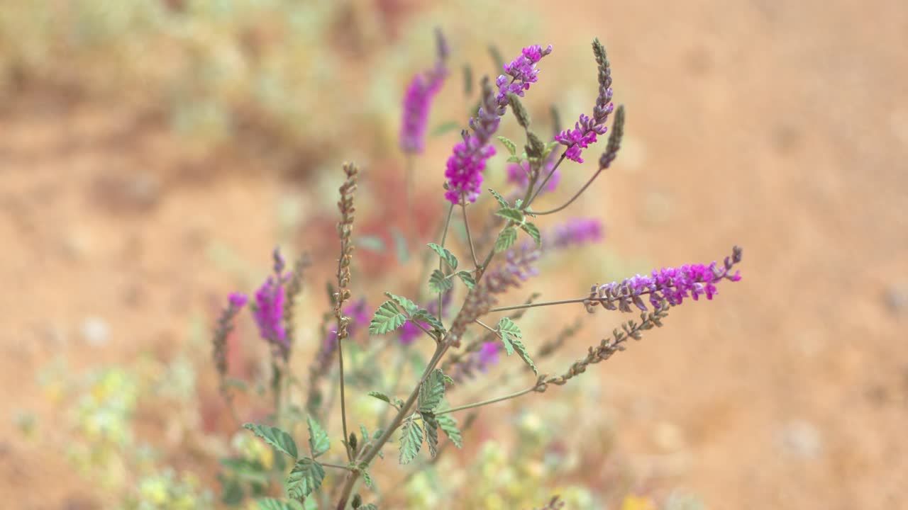 flores del desierto en plena floración después de las inundaciones del interior